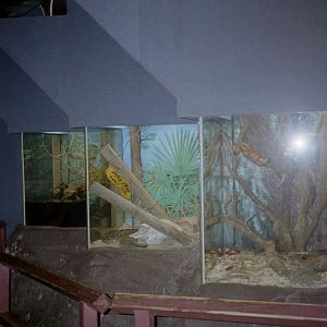 Snake Exhibits - Manatee and Aquatic Center