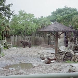 Indian Rhinoceros Yard - Asian Domain