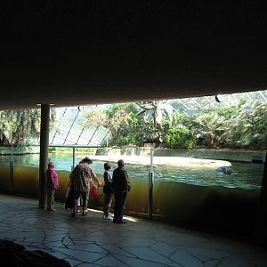 Common Hippo Inside Pool