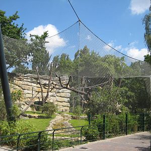 New Chimp Exhibit