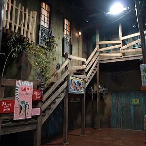 Tropen Aquarium - Lemur exhibit