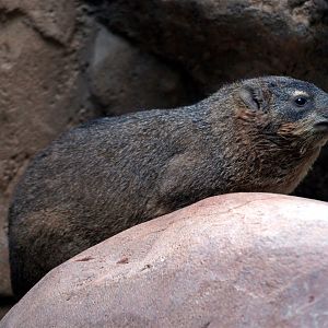 Tropen Aquarium - Rock hyrax