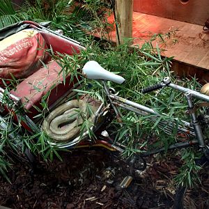 Tropen Aquarium - Cobra exhibit