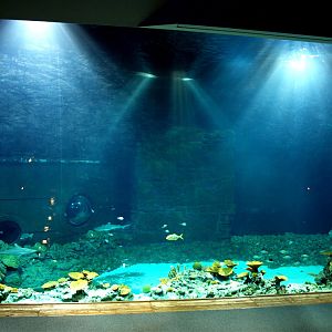 Tropen Aquarium - Ocean tank