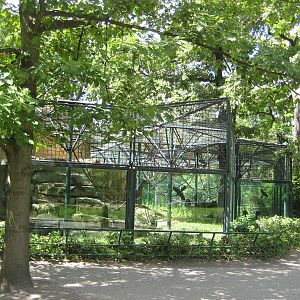 Bonobo Outdoor Exhibit