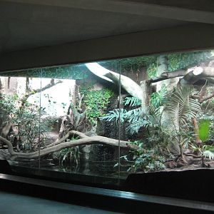 Jaguarundi Exhibit