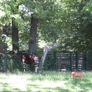 Okapi and Red Duikers