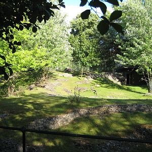 Japanese Serow exhibit