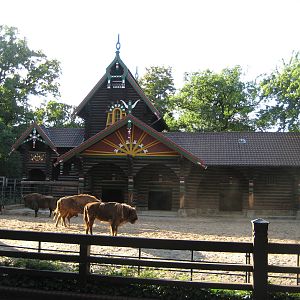 Exhibit for European Bison