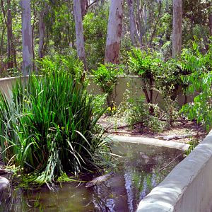 Alligator enclosure at San Diego Zoo 1998