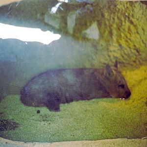 Southern Hairy-nosed Wombat at San Diego Zoo 1998