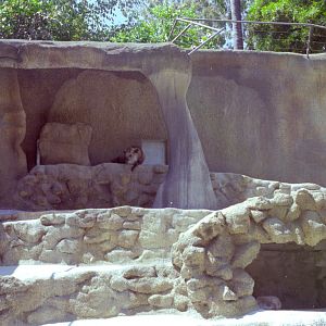 Serow enclosure at San Diego Zoo 1998