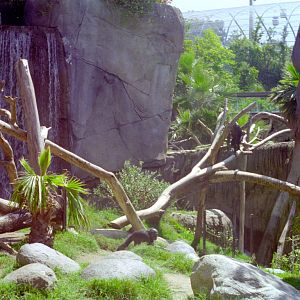 Bonobo enclosure at San Diego Zoo 1998