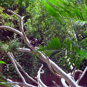 Sun Bear at San Diego Zoo 1998