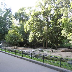 African wild dog exhibit