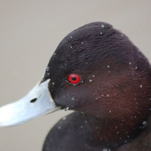 Male southern Pochard, Blackbrook, 31.12.08