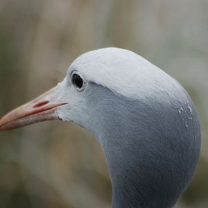 Blue or stanley crane, Blackbrook, 31.12.08
