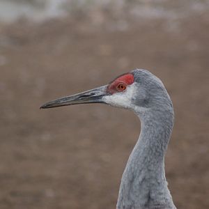 Florida sandhill crane, Blackbrook, 31.12.08