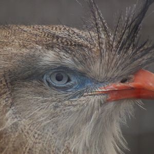 Red legged seriama, Blackbrook, 31.12.08
