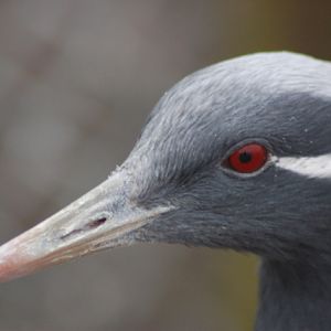 Demoiselle crane, Blackbrook, 31.12.08