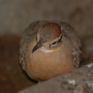 Temminck's courser, Blackbrook, 31.12.08