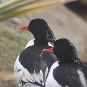 Chinese merganser, Blackbrook, 31.12.08