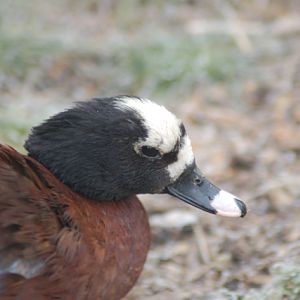 Eastern Hartlaub's duck, Blackbrook, 31.12.08