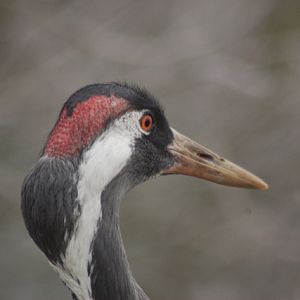 Common Crane, Blackbrook, 31.12.08