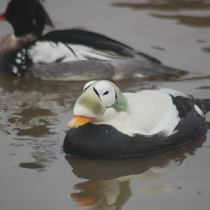 Spectacled eider, Blackbrook, 31.12.08