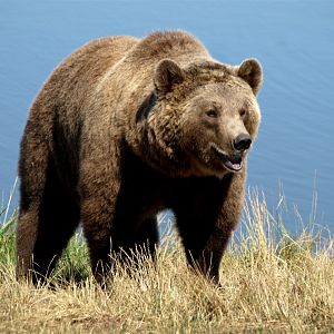 Scandinavian Wildlife Park - Brown bear