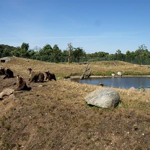 Scandinavian Wildlife Park - Bear Park