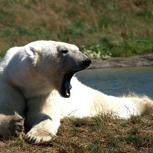Scandinavian Wildlife Park - Polar bear