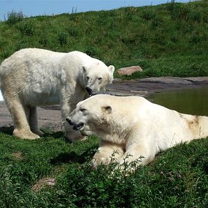 Scandinavian Wildlife Park - Polar bears