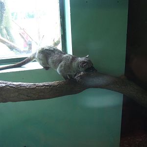 Common Palm Civet