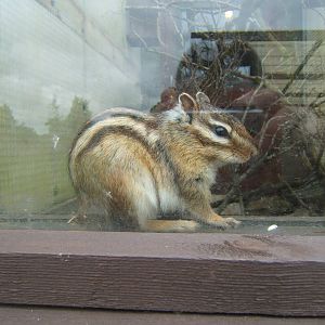 Eastern Chipmunk