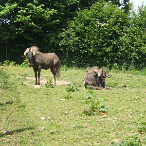 Black Wildbeest