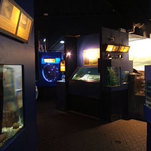 Maryport Aquarium