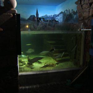 Maryport Aquarium