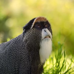 De Brazza's Monkey
