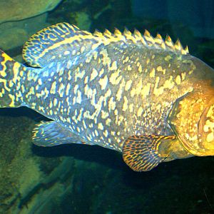 Giant grouper; Berlin Zoo Aquarium; 10th June 2014