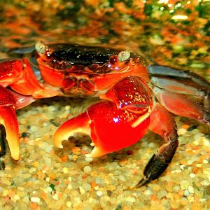 Red-clawed mangrove crab; Berlin Zoo Aquarium; 10th June 2014
