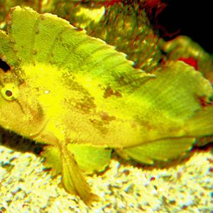 Leaf scorpionfish; Berlin Zoo Aquarium; 10th June 2014