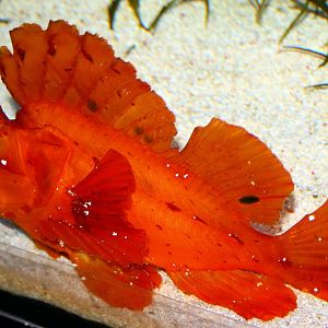 Eschmeyer's scorpionfish; Berlin Zoo Aquarium; 10th June 2014