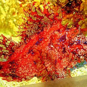 Weedy scorpionfish; Berlin Zoo Aquarium; 10th June 2014