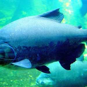 Oldest aquarium inhabitant; Berlin Zoo Aquarium; 10th June 2014