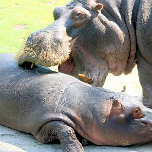 Hippos; Berlin Zoo; 10th June 2014