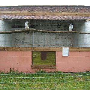 View of African Hawk Eagle Aviary