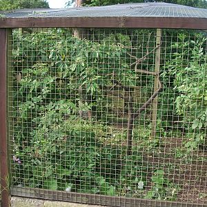 Capuchin exhibit pruned, 13th June 2014