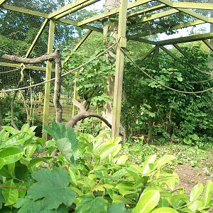 Capuchin exhibit pruned, 13th June 2014