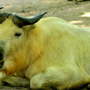 Golden takin; Berlin Tierpark; 9th June 2014
